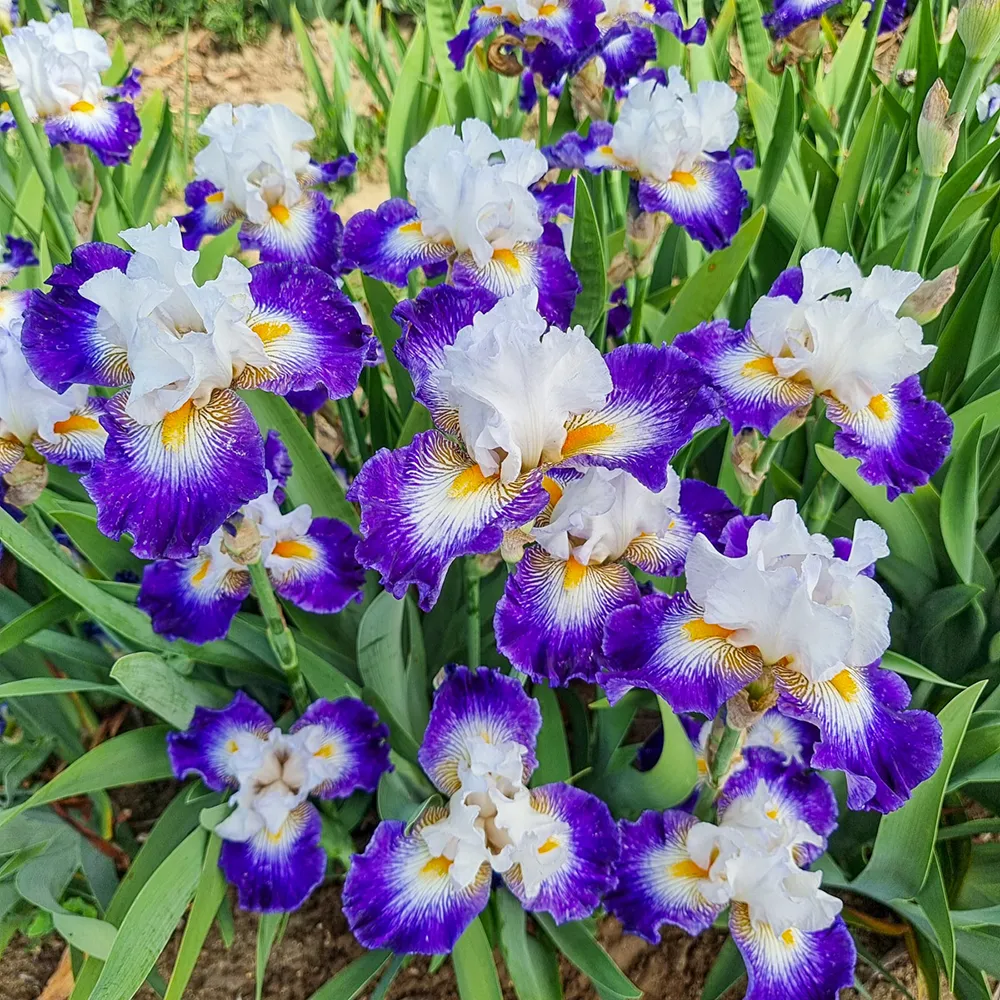 German Iris Flash of Light