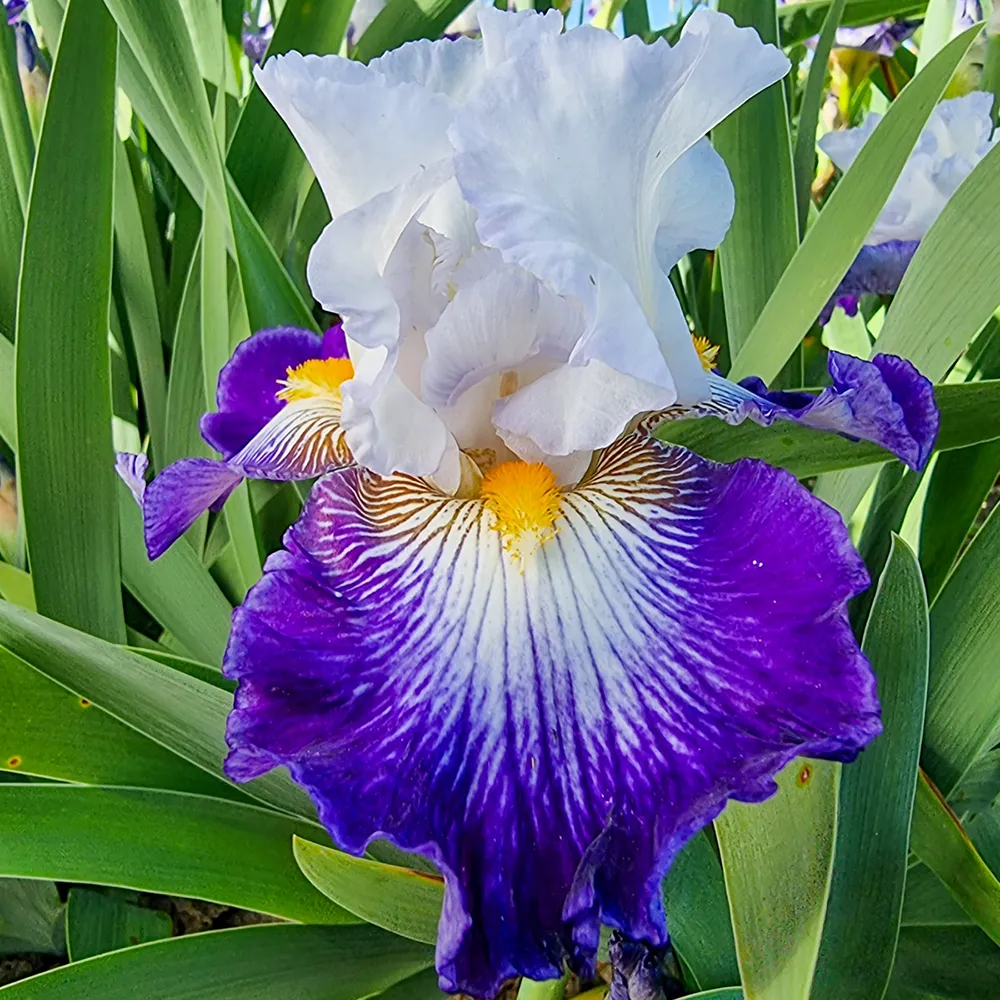German Iris Flash of Light - Image 2