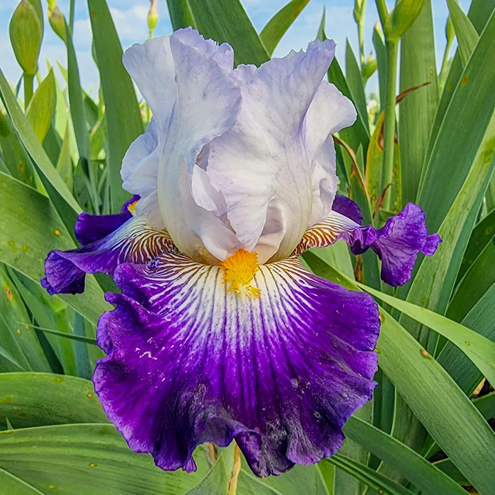 German Iris Flash of Light - Image 3