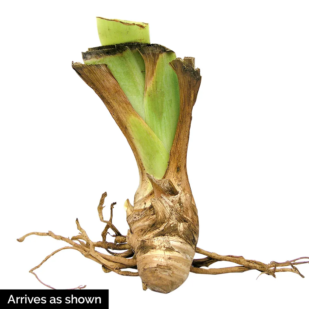 German Iris Flash of Light - Image 5