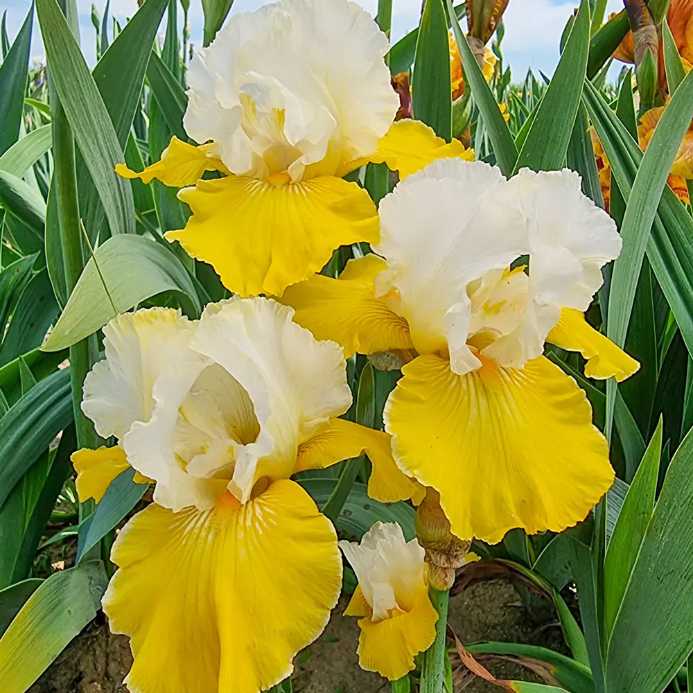 German Iris Neutron Dance - Image 2