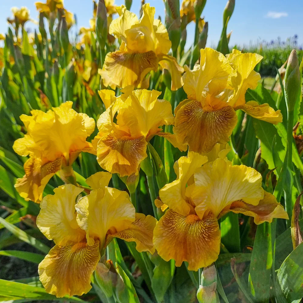 German Iris Save the Bees - Image 4