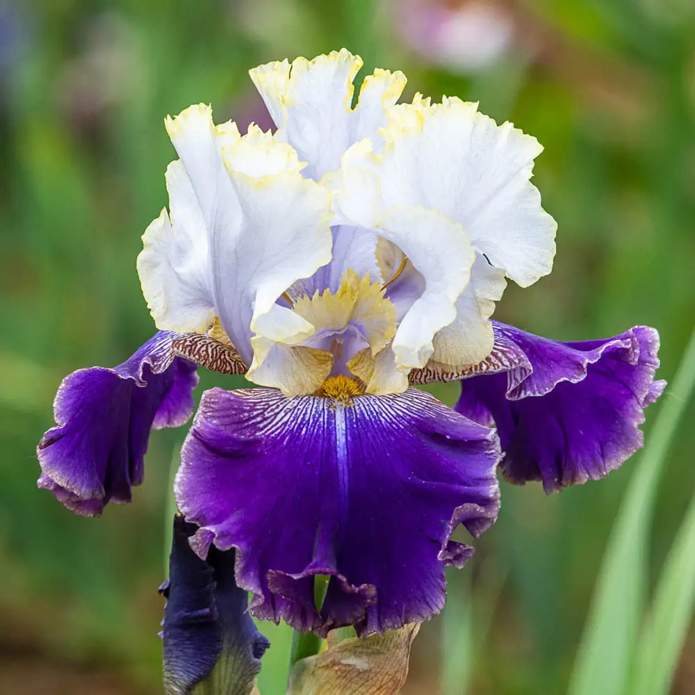 German Iris Slovak Prince