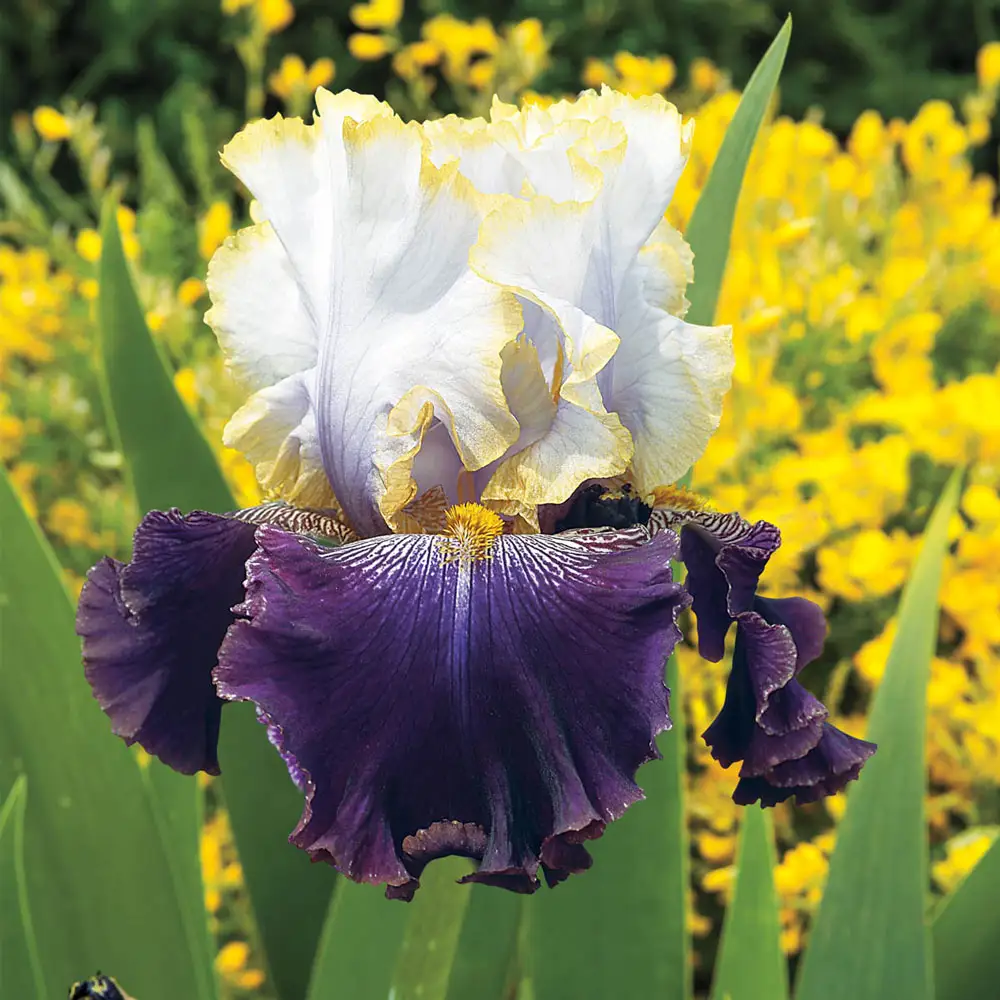 German Iris Slovak Prince - Image 2