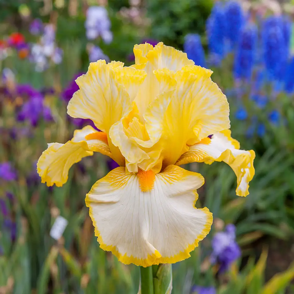 German Iris Sunrise Elegy - Image 2