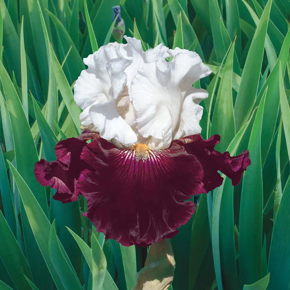 Reblooming German Iris Twist of Sheree
