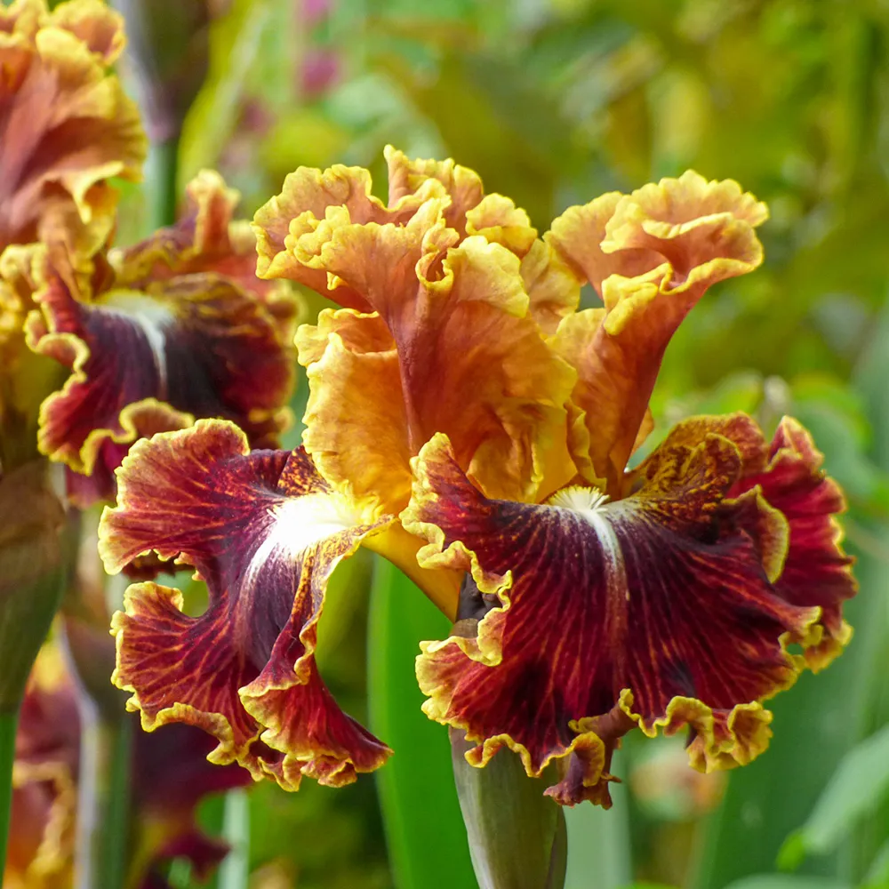 German Iris Volcanic Glow