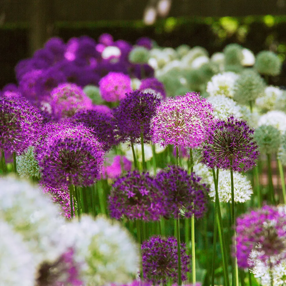 Giant Allium Duet