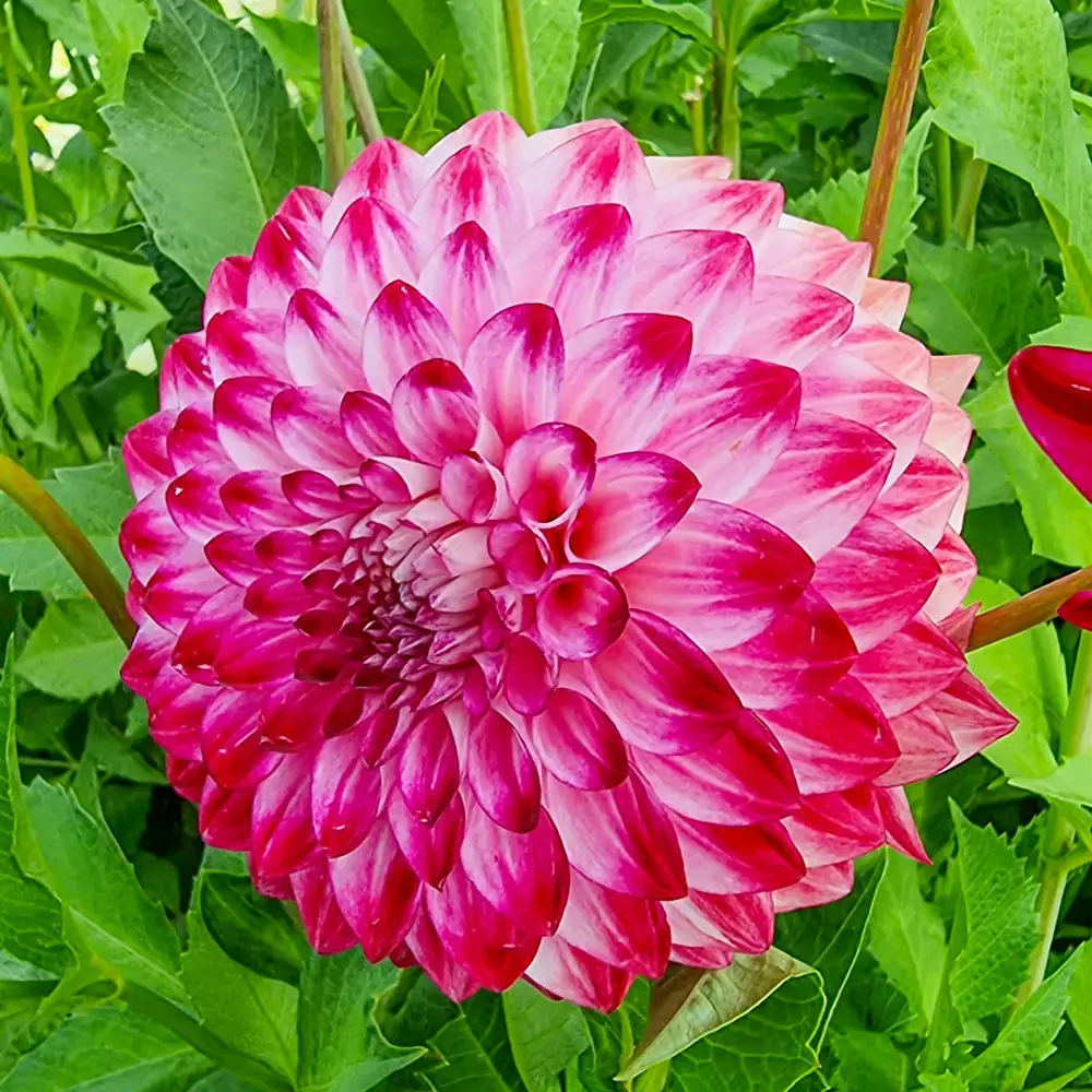 Giant Ball Dahlia Caproz Pizzazz