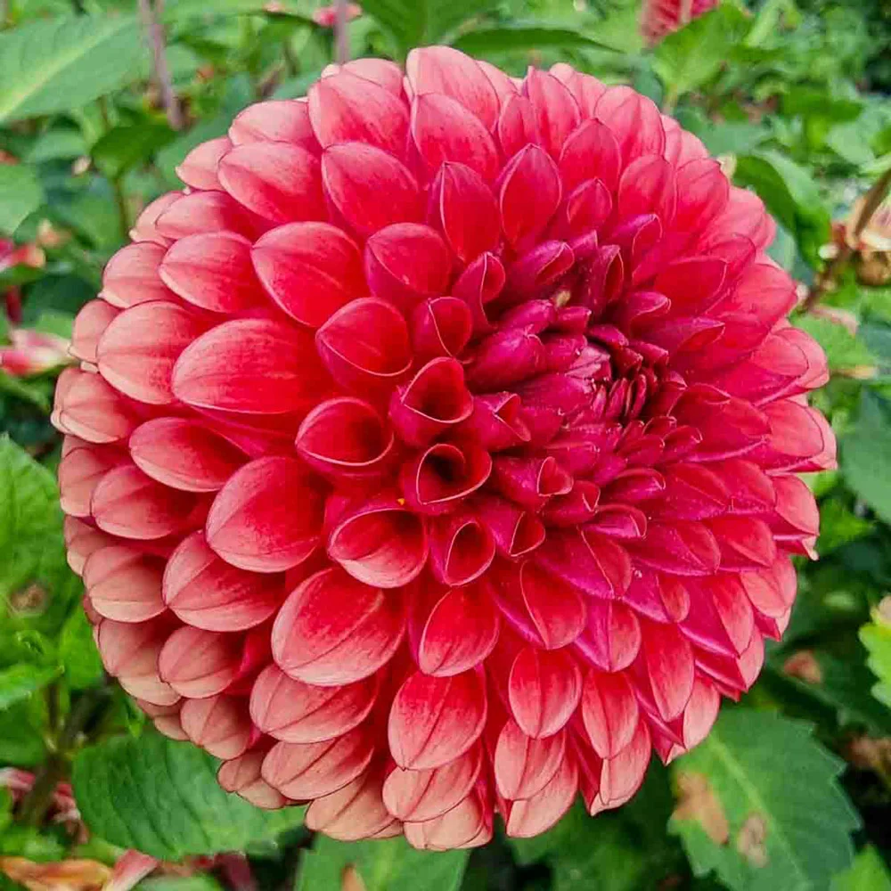 Giant Ball Dahlia Copperboy - Image 2