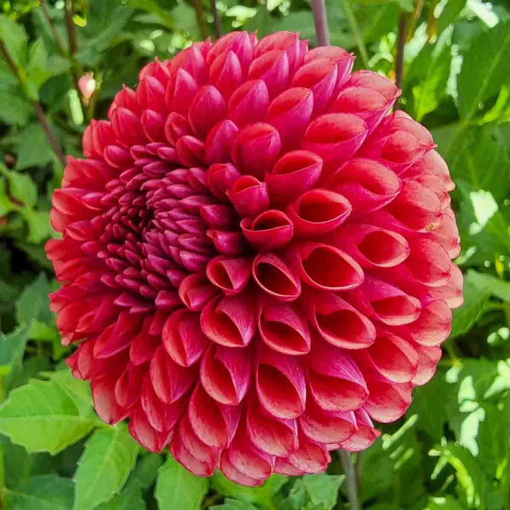 Giant Ball Dahlia Copperboy - Image 3