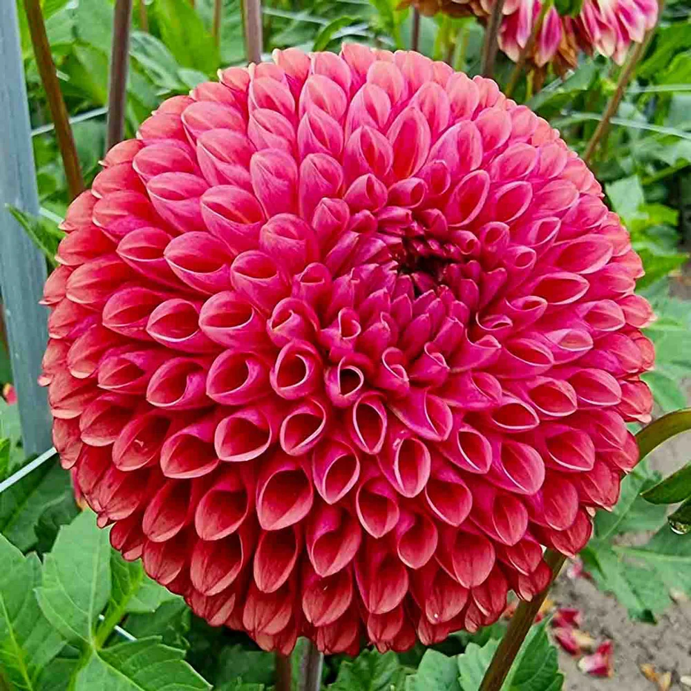 Giant Ball Dahlia Copperboy - Image 4