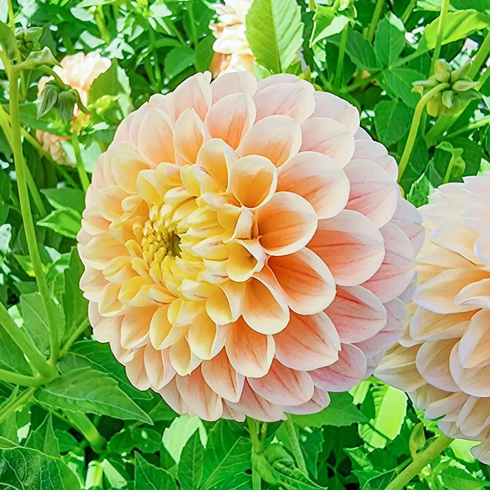 Giant Ball Dahlia Sweet Suzanne - Image 3