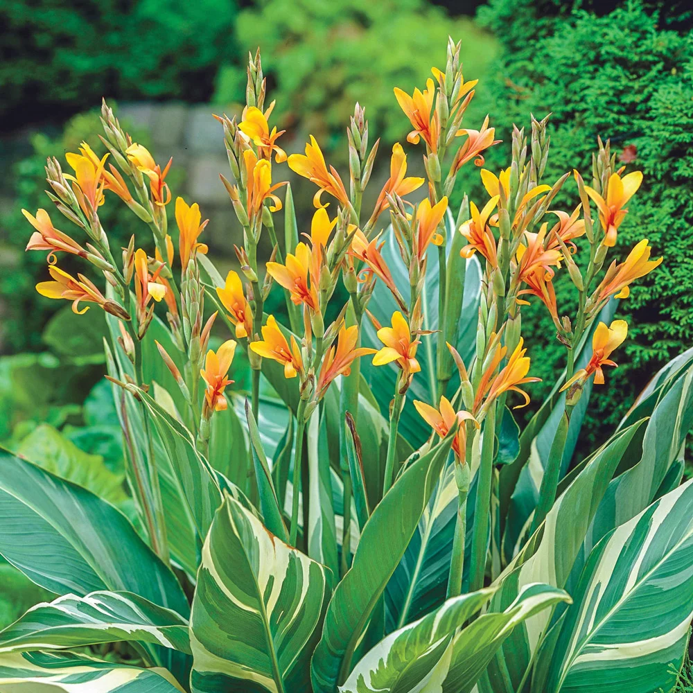 Variegated Giant Canna Stuttgart
