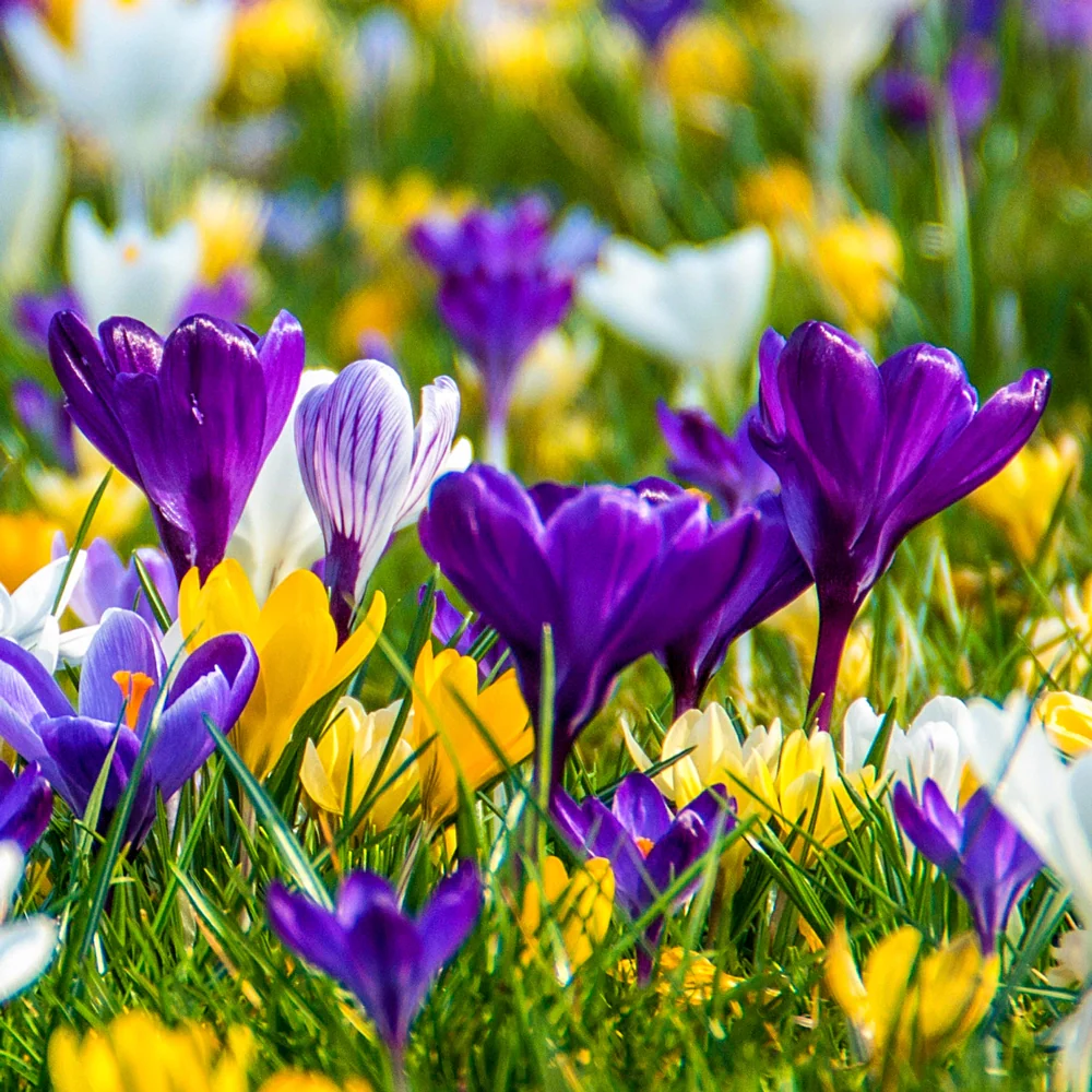 Giant Crocus Mix - Image 6