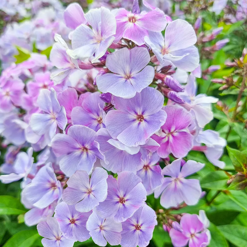 Giant Hardy Phlox Franz Schubert