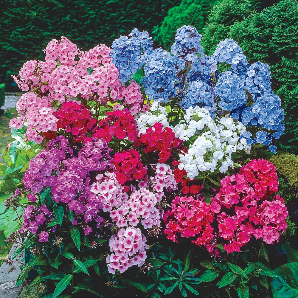 Hardy Tall Phlox Mix - Image 2