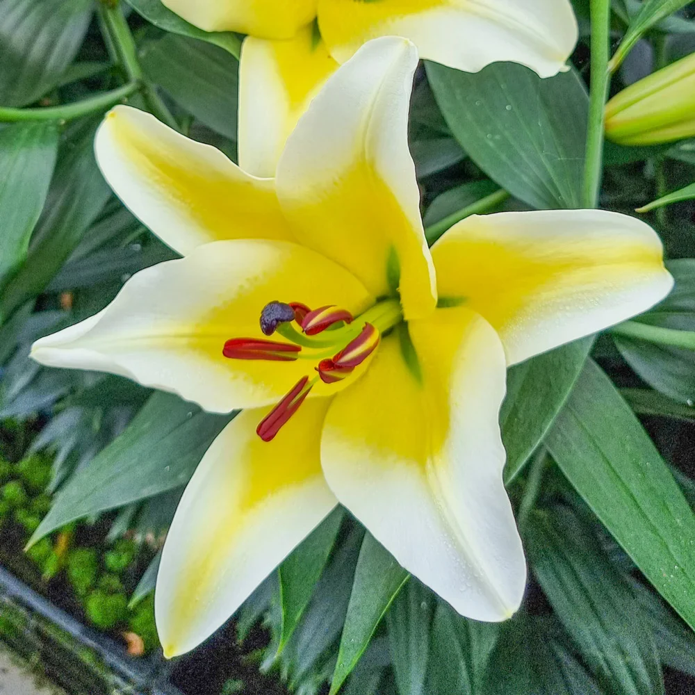 Giant Orienpet Lily Conca d'Or - Image 4