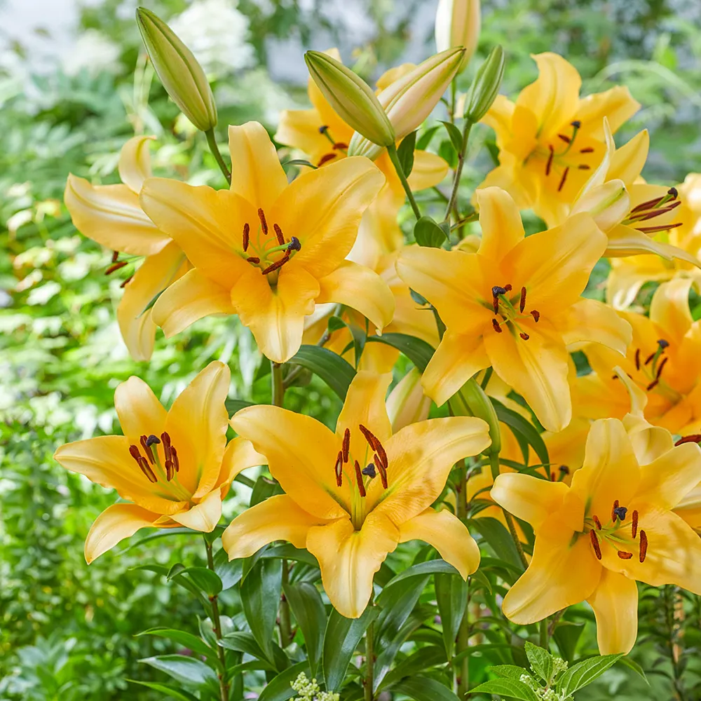 Giant Orienpet Lily Corcovado