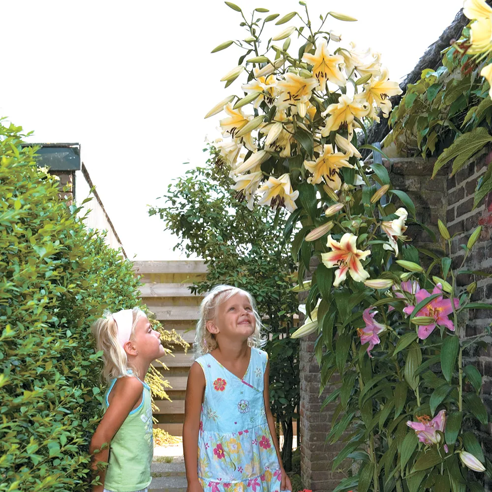 Giant Orienpet Lily Honeymoon