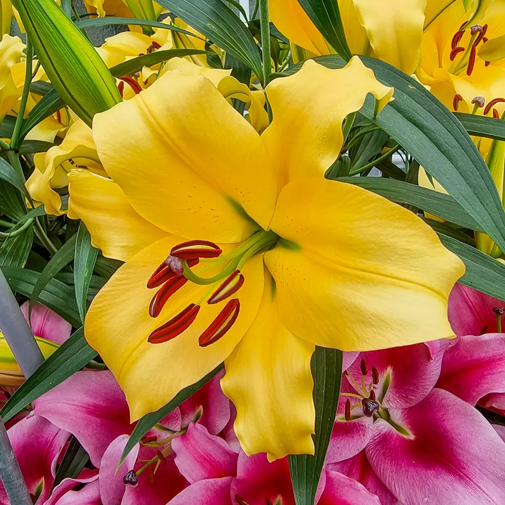 Giant Orienpet Lily Honeymoon - Image 2