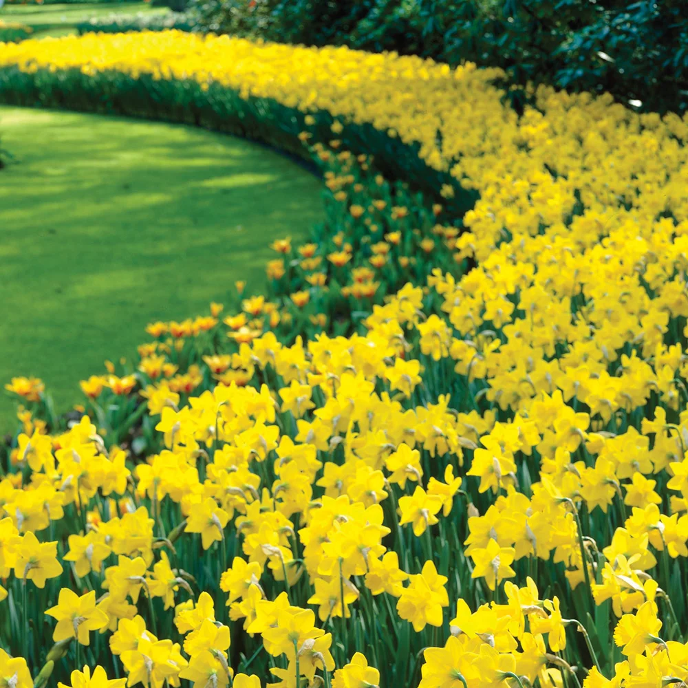 Giant Yellow Daffodils for Naturalizing in growers bag - Image 3