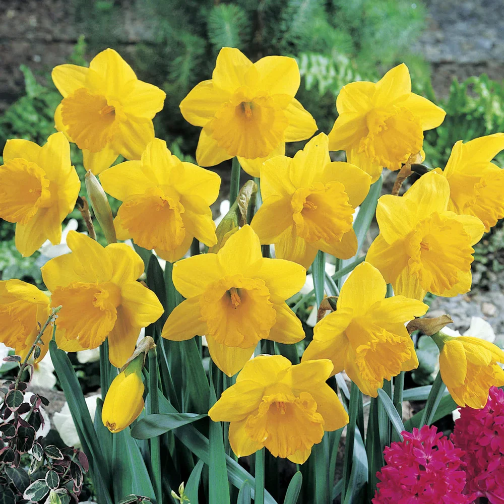 Giant Yellow Daffodils for Naturalizing in growers bag - Image 4