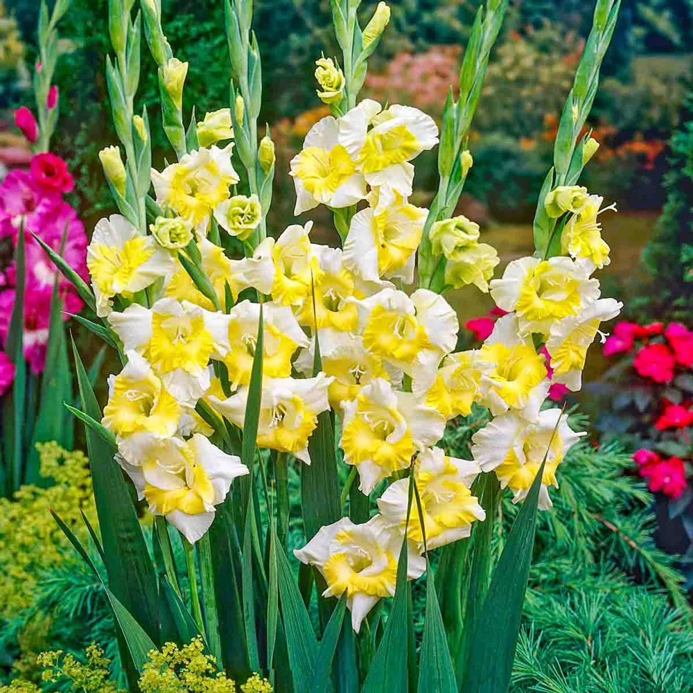Gladiolus Buggy - Image 2