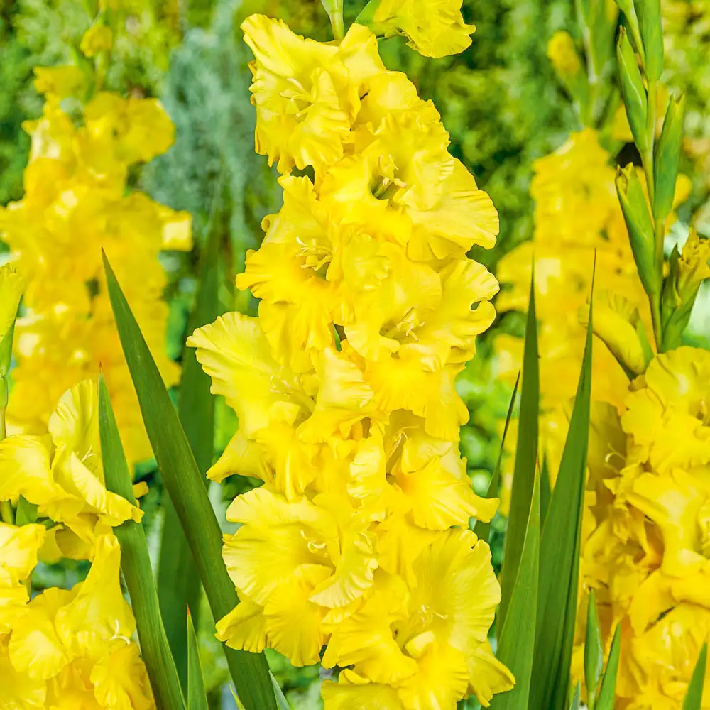 Gladiolus Charisma
