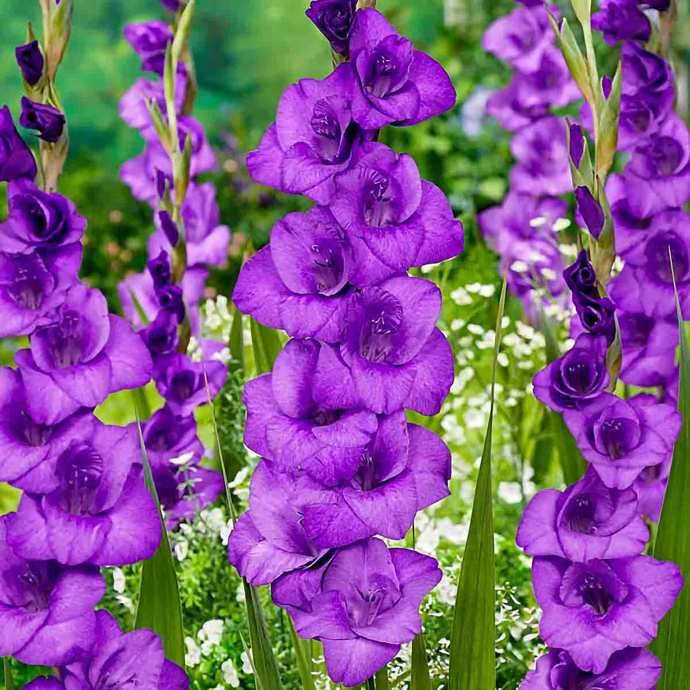 Gladiolus Donau