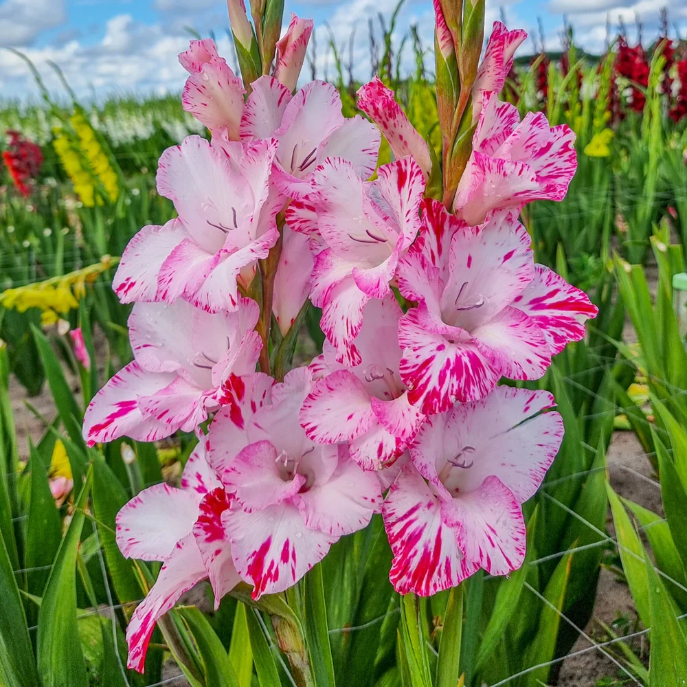 Gladiolus My Love - Image 2