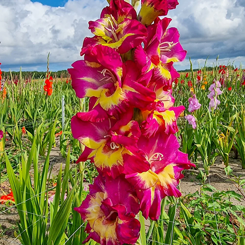 Gladiolus Seashore