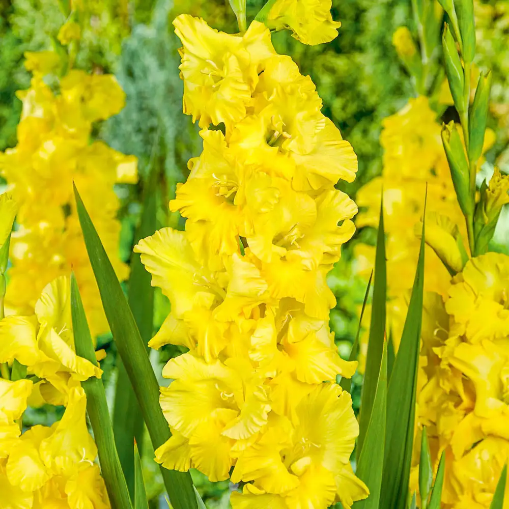 Gladiolus Strong Gold