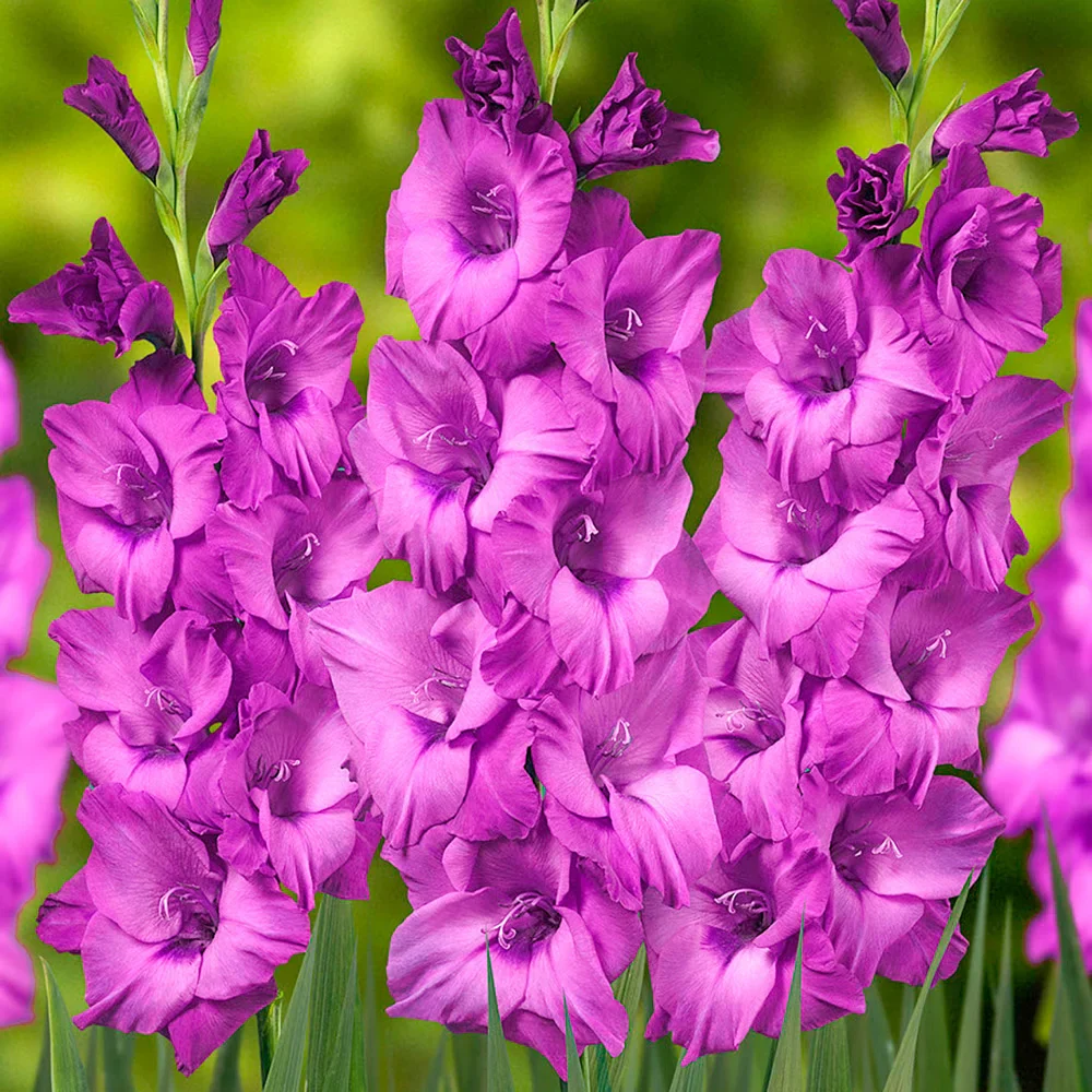 Gladiolus Thalia