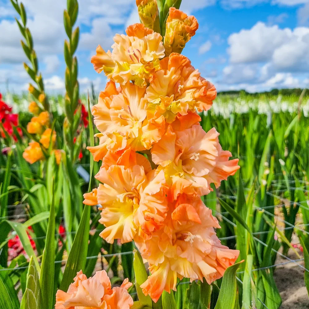 Gladiolus The Great Queen Elizabeth - Image 3