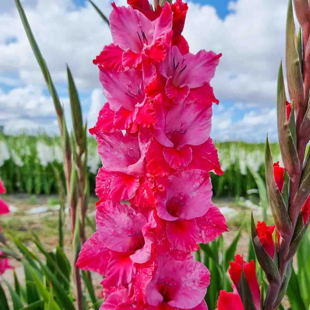 Gladiolus Titanic - Image 2