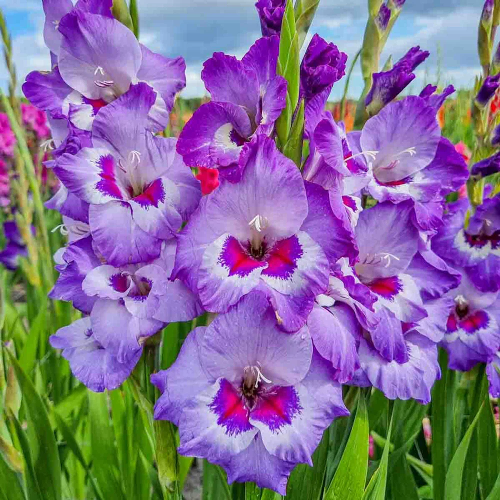 Gladiolus Vista - Image 3