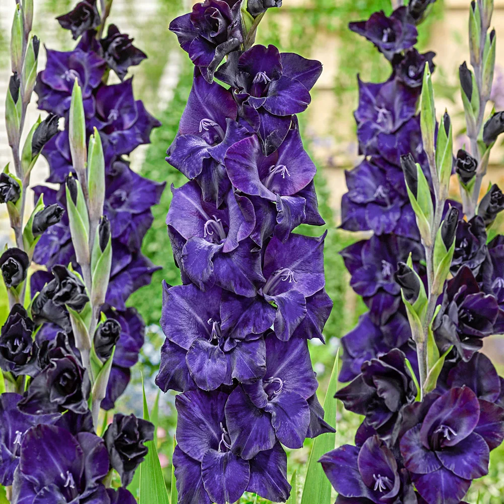 Gladiolus Volbeat