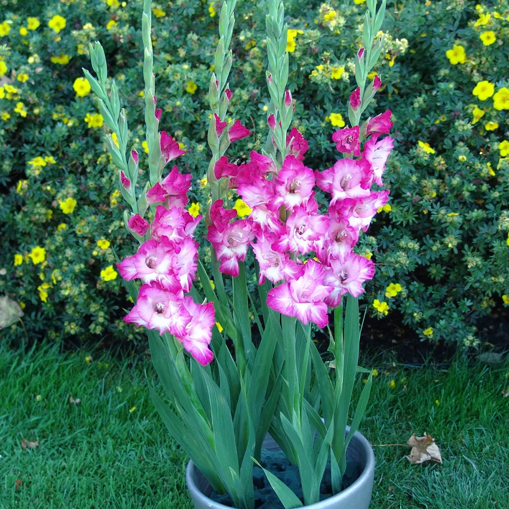 Glamini® Gladiolus Kate