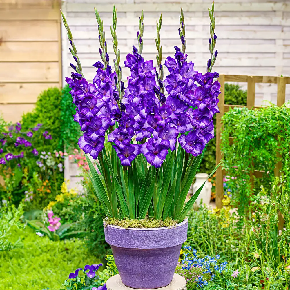 Glamini® Gladiolus Kim