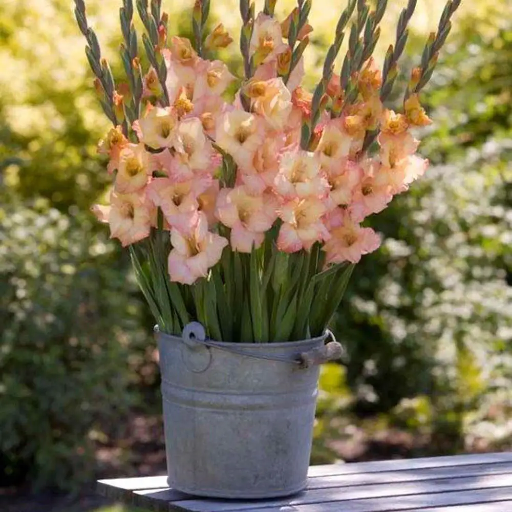 Glamini® Gladiolus Lia