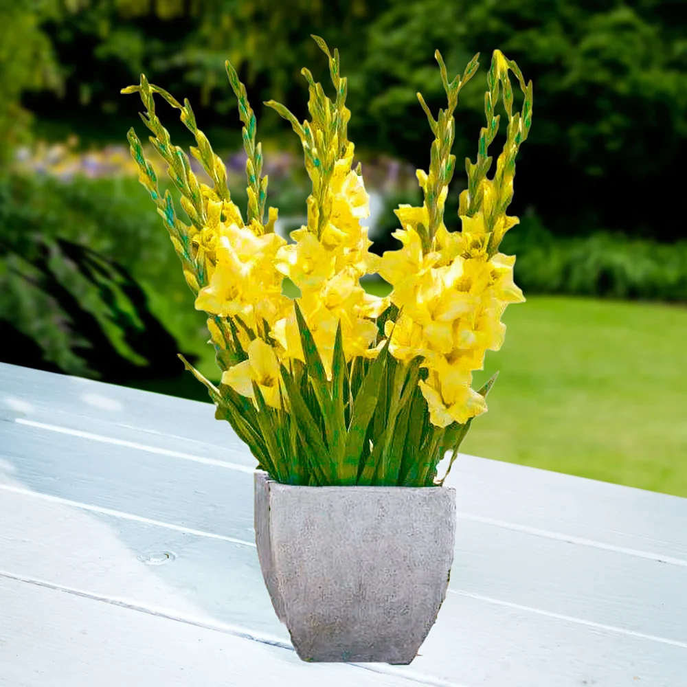 Glamini® Gladiolus Luna