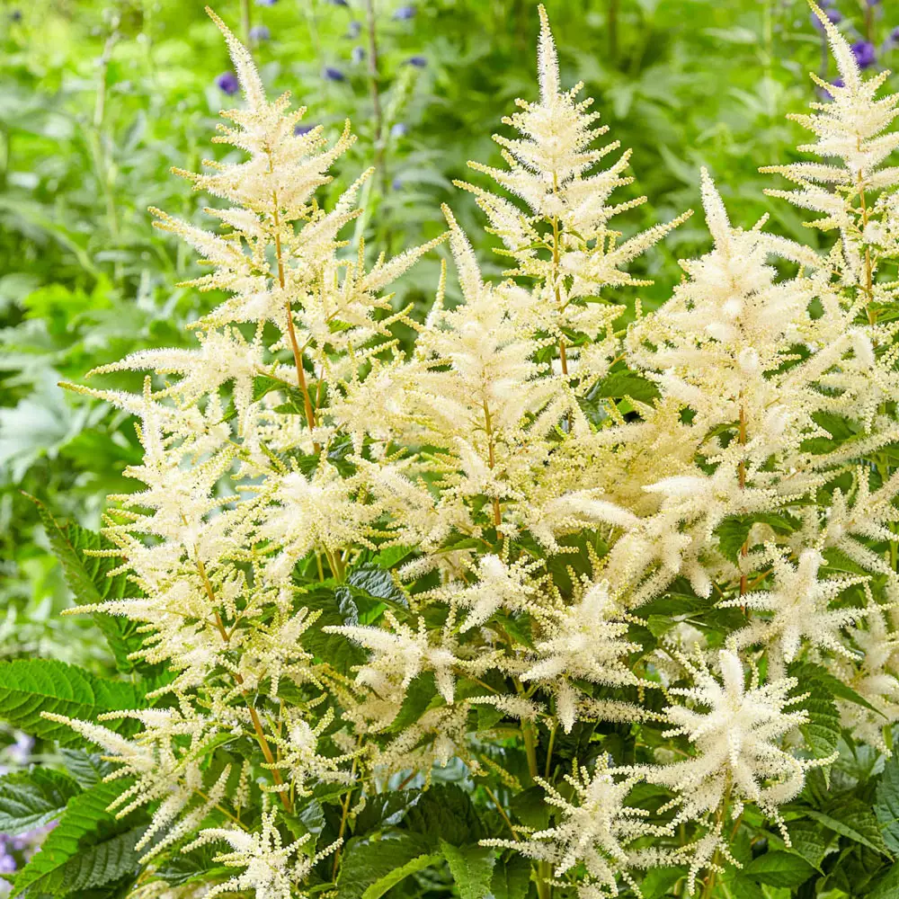 Goatsbeard Sparkles - Image 3