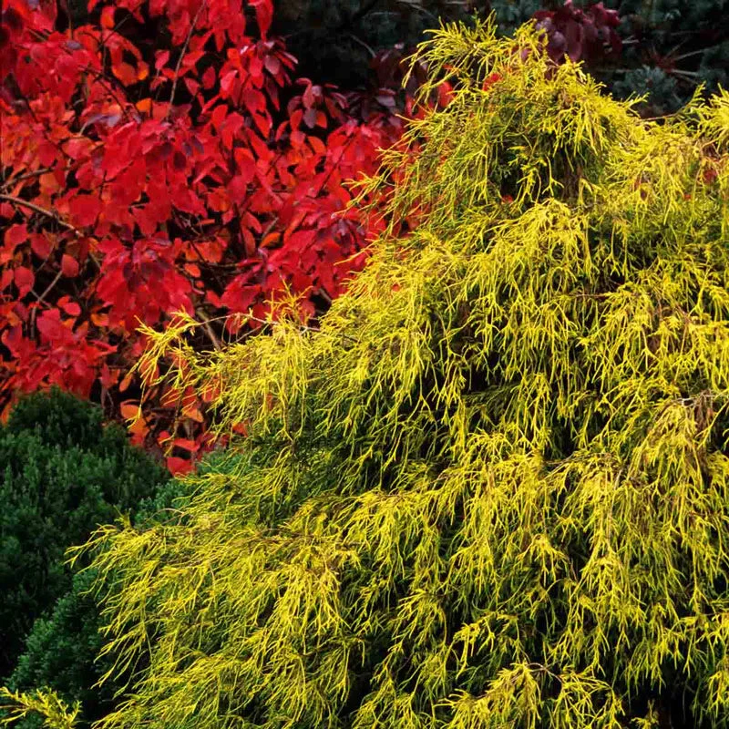 Golden Mop Falsecypress