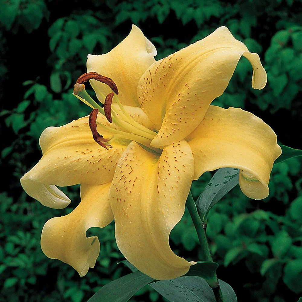 Oriental Lily Golden Star Gazer