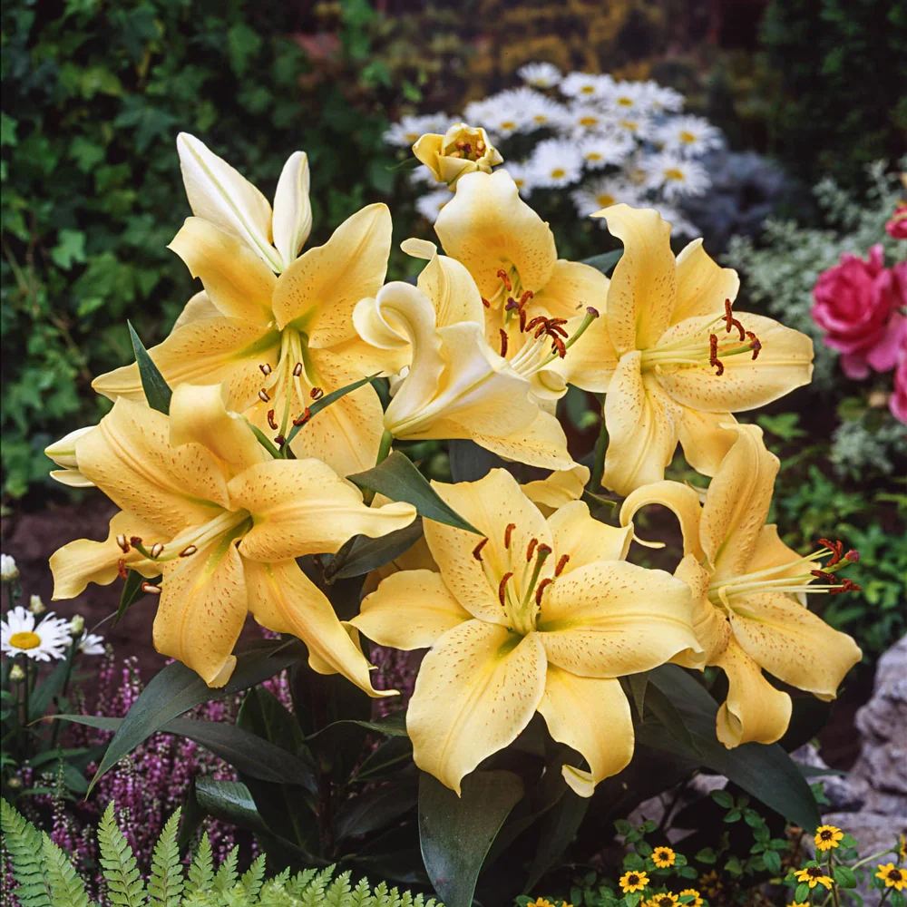 Oriental Lily Golden Star Gazer - Image 3