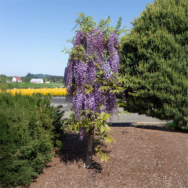 Grande Diva® Jessye Wisteria