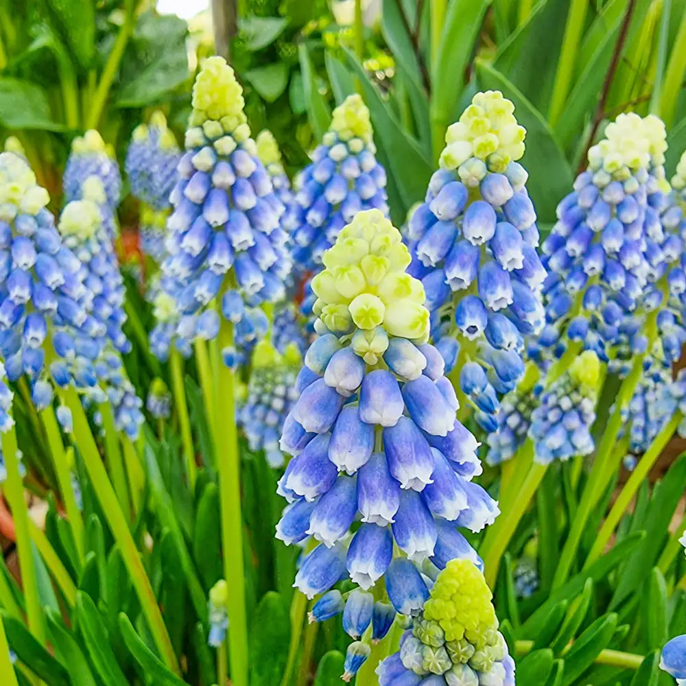 Grape Hyacinth Julia