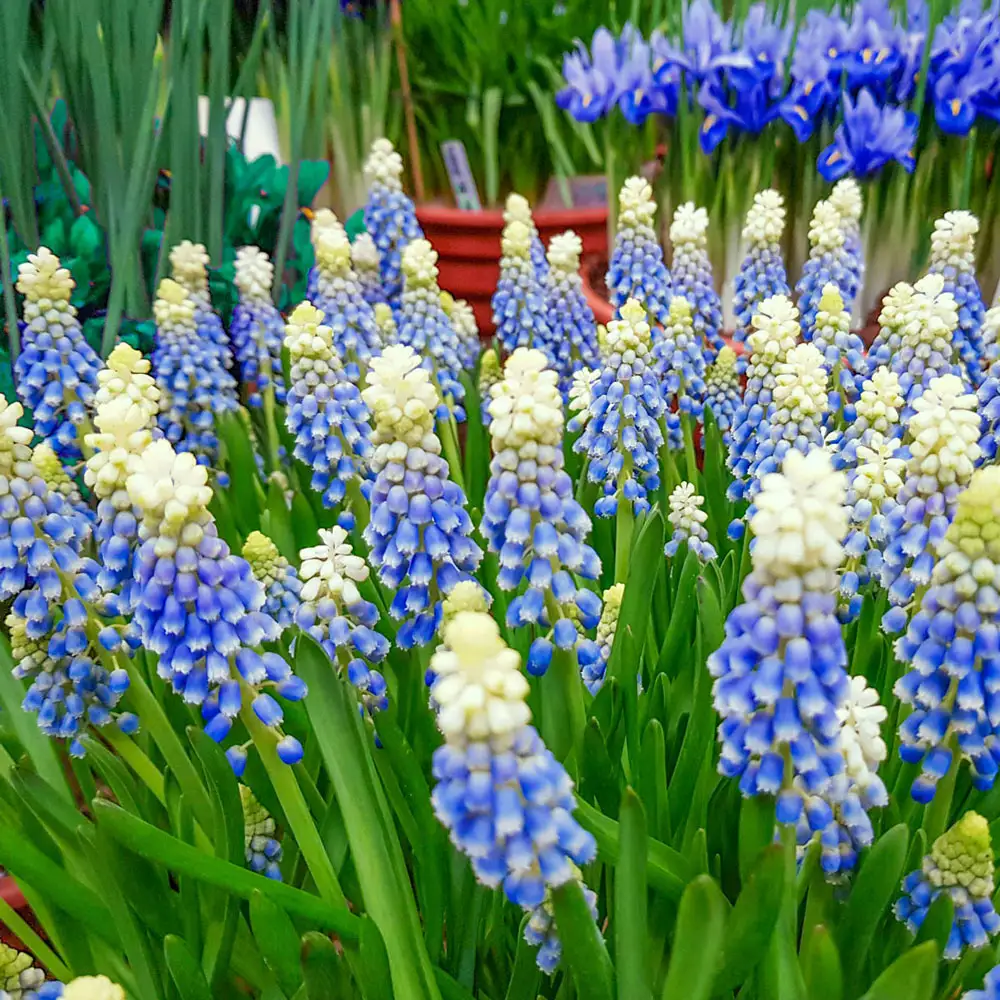 Grape Hyacinth Julia - Image 2