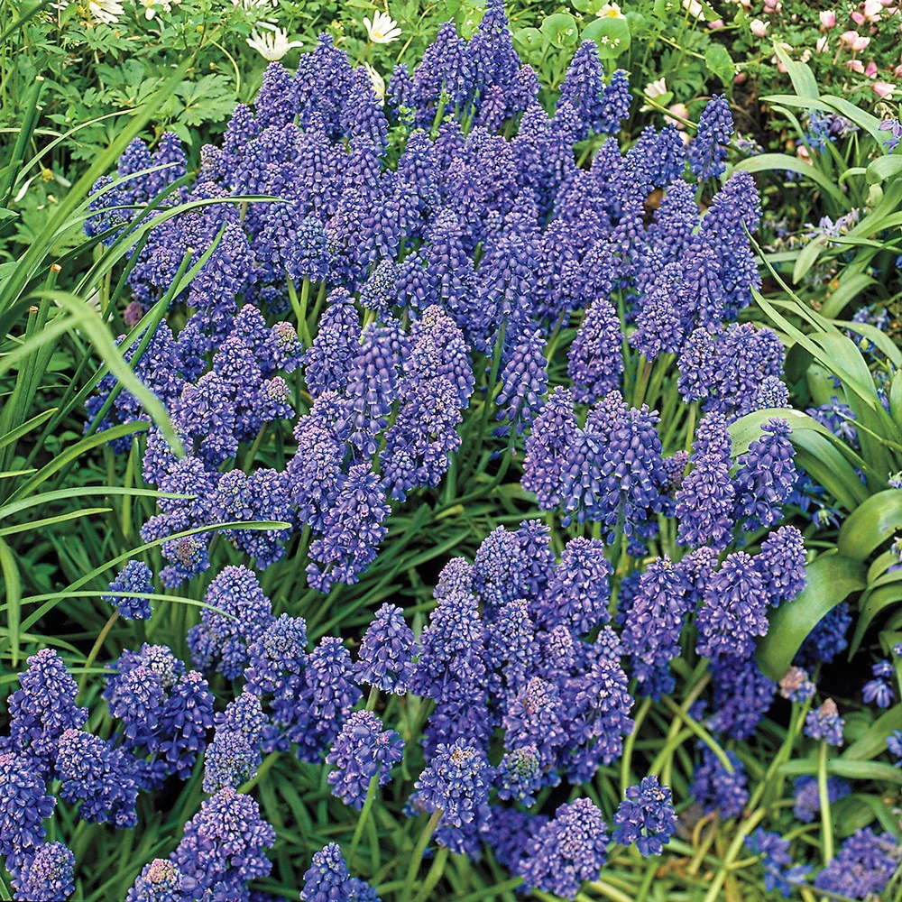 Grape Hyacinth - Muscari Armeniacum - Image 10